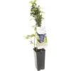 FLORASELF® Blauwe Bes Vaccinium Corybosum 'Hortblue Petite' Potmaat Ø 10 Cm