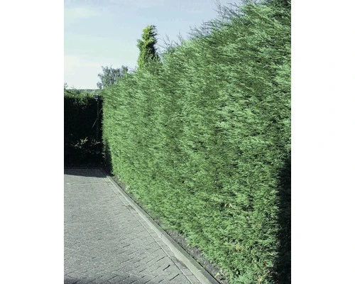 FLORASELF Californische Cypres Chamaecyparis Lawsoniana 'Columnaris Glauca' H 125-150 Cm 6 St. Ca. 2,5 Meter Haag 2 FLORASELF Californische Cypres Chamaecyparis Lawsoniana 'Columnaris Glauca' H 125-150 Cm 6 St. Ca. 2,5 Meter Haag - Afbeelding 2