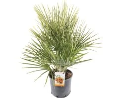 FLORASELF® Europese Dwergpalm Chamaerops Humilis Potmaat Ø 23 Cm