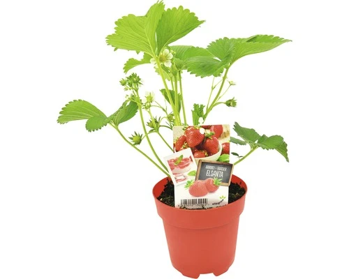 FLORASELF Aardbei Fragaria X Ananassa Elsanta Potmaat Ø 13,0 Cm H 5-15 Cm 1 FLORASELF Aardbei Fragaria X Ananassa Elsanta Potmaat Ø 13,0 Cm H 5-15 Cm