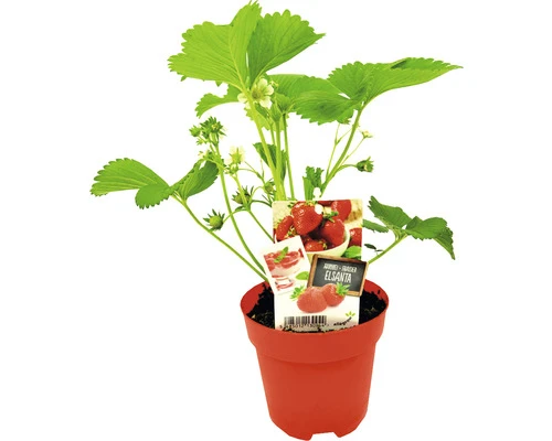 FLORASELF Aardbei Fragaria X Ananassa Elsanta Potmaat Ø 13,0 Cm H 5-15 Cm 2 FLORASELF Aardbei Fragaria X Ananassa Elsanta Potmaat Ø 13,0 Cm H 5-15 Cm - Afbeelding 2
