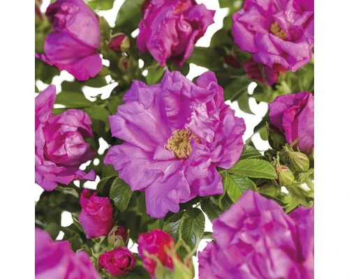 FLORASELF® Struikroos Rugosa ‘Zwerg’ Roze/violet 1 FLORASELF® Struikroos Rugosa ‘Zwerg’ Roze/violet