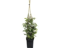FLORASELF® Klimroos Rosa 'Pirouette'™ Courtyard® Potmaat Ø 18 Cm