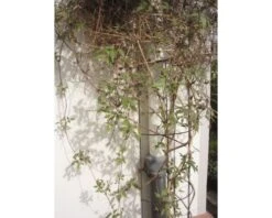 NATURE Regenpijpklimrek Groen 18x145 Cm 5 NATURE Regenpijpklimrek Groen 18x145 Cm -Tuinwinkel DV 8 10116988 02 4c NL 20210429151652