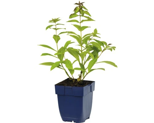 FLORASELF Vlambloem Phlox Paniculata Ø 11 Cm 2 FLORASELF Vlambloem Phlox Paniculata Ø 11 Cm - Afbeelding 2