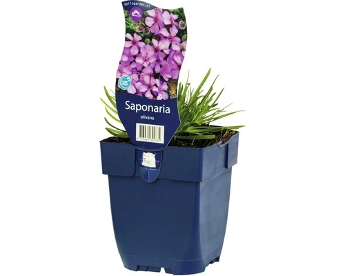 FLORASELF Zeepkruid Saponaria Olivana Ø 11 Cm 1 FLORASELF Zeepkruid Saponaria Olivana Ø 11 Cm