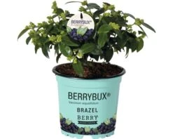 BRAZELBERRY Bosbes Vaccinium BrazelBerry ® 'Berry Bux' ® Potmaat Ø 10 Cm H 10-12 Cm -Tuinwinkel DV 8 10171456 01 4c DE 20210630094652