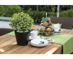 Uitgelichte producten 16 BRAZELBERRY Bosbes Vaccinium BrazelBerry ® 'Berry Bux' ® Potmaat Ø 10 Cm H 10-12 Cm