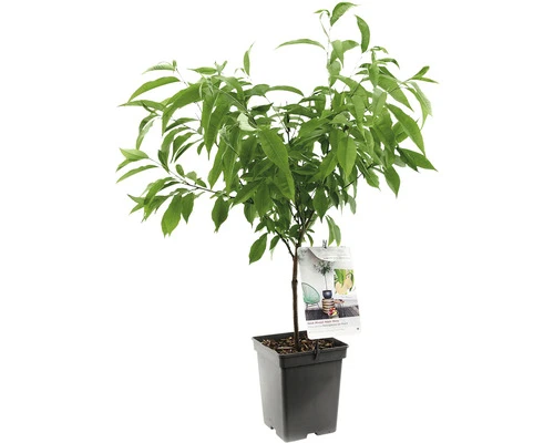 FLORASELF Dwergperzik Dwergperzik 'Ice Peach' Potmaat Ø 18 Cm H 50 Cm 1 FLORASELF Dwergperzik Dwergperzik 'Ice Peach' Potmaat Ø 18 Cm H 50 Cm