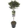 FLORASELF® Dwergmirte Op Stam Myrtus Communis Tarentina