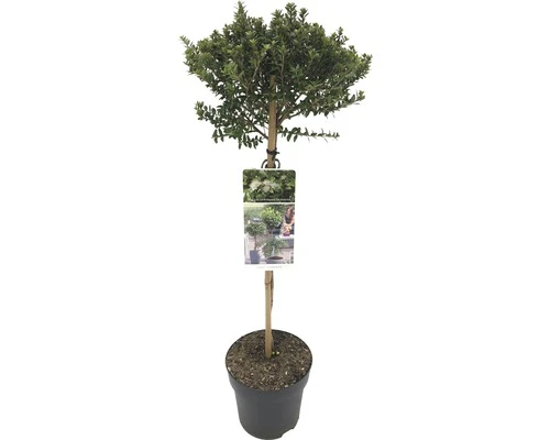 FLORASELF® Dwergmirte Op Stam Myrtus Communis Tarentina 1 FLORASELF® Dwergmirte Op Stam Myrtus Communis Tarentina