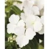 FLORASELF Hortensia Hydrangea Runaway Bride ® 'Snow White' Potmaat Ø 19.0 Cm H 40-50 Cm