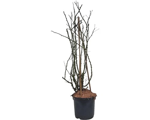 Roos Rosa 'Sunny Siluetta' Potmaat Ø 23,0 Cm H 60-80 Cm 2 Roos Rosa 'Sunny Siluetta' Potmaat Ø 23,0 Cm H 60-80 Cm - Afbeelding 2