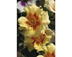 Roos Rosa 'Eye Of The Tiger' Potmaat Ø23 Cm H 30-40 Cm