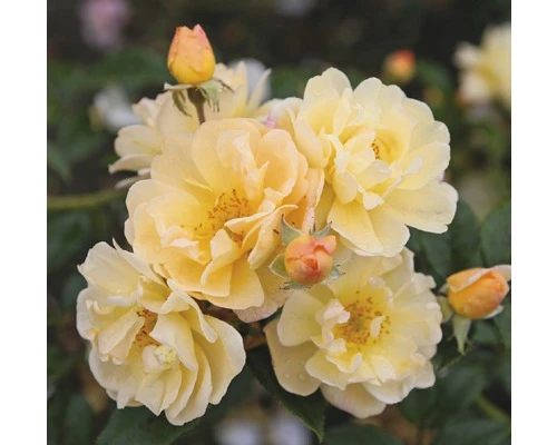 Roos Rosa 'Sunny Siluetta' Potmaat Ø 23,0 Cm H 60-80 Cm 1 Roos Rosa 'Sunny Siluetta' Potmaat Ø 23,0 Cm H 60-80 Cm