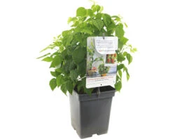 FLORASELF Framboos Rubus Id, 'BonbonBerry Yummy' Potmaat Ø 18 Cm H 25 Cm