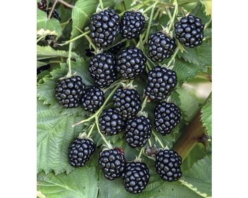 FLORASELF Braam Rubus Fruticosus 'Navaho Bigandearly' ® Potmaat Ø20 Cm H 30-40 Cm 1 FLORASELF Braam Rubus Fruticosus 'Navaho Bigandearly' ® Potmaat Ø20 Cm H 30-40 Cm