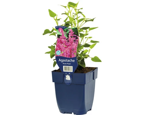 FLORASELF Dropplant Agastache Rupestris 'Rosie Posie' Potmaat Ø 11 Cm H 10-50 Cm 1 FLORASELF Dropplant Agastache Rupestris 'Rosie Posie' Potmaat Ø 11 Cm H 10-50 Cm