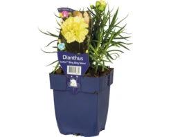 FLORASELF Anjer Dianthus 'Sunflor® Yellow Bling Bling' Potmaat Ø 11 Cm H 5-30 Cm