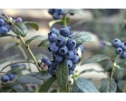 BRAZELBERRY Blauwe Bes Vaccinium BrazelBerry ® 'Perpetua' ® H 20-25 Cm
