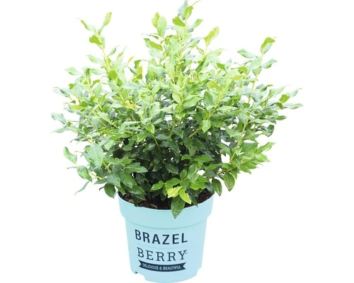 BRAZELBERRY Blauwe Bes Vaccinium BrazelBerry ® 'Perpetua' ® H 20-25 Cm 2 BRAZELBERRY Blauwe Bes Vaccinium BrazelBerry ® 'Perpetua' ® H 20-25 Cm - Afbeelding 2