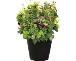 BRAZELBERRY Braam Rubus BrazelBerry ® 'Baby Cakes' ® H 25-30 Cm 5 BRAZELBERRY Braam Rubus BrazelBerry ® 'Baby Cakes' ® H 25-30 Cm -Tuinwinkel DV 8 10357682 02 4c DE 20220114161651
