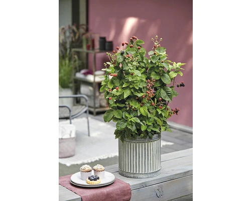 BRAZELBERRY Braam Rubus BrazelBerry ® 'Baby Cakes' ® H 25-30 Cm 2 BRAZELBERRY Braam Rubus BrazelBerry ® 'Baby Cakes' ® H 25-30 Cm - Afbeelding 2