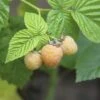 HOF:OBST Framboos Rubus Idaeus 'Autumn Sun' ® H 30-40 Cm