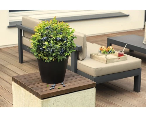 BRAZELBERRY Blauwe Bes Vaccinium BrazelBerry ® 'Jelly Bean' ® H 20-25 Cm 2 BRAZELBERRY Blauwe Bes Vaccinium BrazelBerry ® 'Jelly Bean' ® H 20-25 Cm - Afbeelding 2