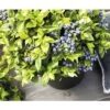 BRAZELBERRY Blauwe Bes Vaccinium BrazelBerry ® 'Jelly Bean' ® H 20-25 Cm