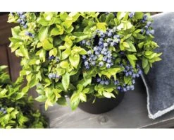 BRAZELBERRY Blauwe Bes Vaccinium BrazelBerry ® 'Jelly Bean' ® H 20-25 Cm