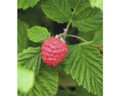BRAZELBERRY Framboos Rubus BrazelBerry ® 'Raspberry Shortcake' ® H 25-30 Cm