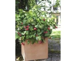 BRAZELBERRY Framboos Rubus BrazelBerry ® 'Raspberry Shortcake' ® H 25-30 Cm -Tuinwinkel DV 8 10357690 02 4c DE 20220114161651