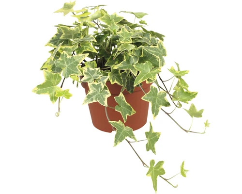 Planten Set Klimop Hedera Helix 'Goldchild' Geel-groen Potmaat Ø 13 Cm H 10-20 Cm 6-pack 2 Planten Set Klimop Hedera Helix 'Goldchild' Geel-groen Potmaat Ø 13 Cm H 10-20 Cm 6-pack - Afbeelding 2