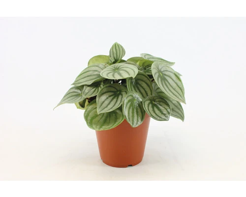 FLORASELF Watermeloenplant Peperomia Argyreia Potmaat Ø 15 Cm H 25 Cm 1 FLORASELF Watermeloenplant Peperomia Argyreia Potmaat Ø 15 Cm H 25 Cm