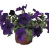 FLORASELF Petunia Petunia X Atkinsiana Potmaat Ø 10.5 Cm