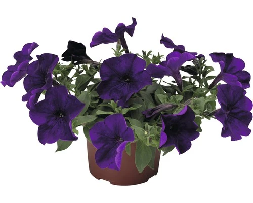 FLORASELF Petunia Petunia X Atkinsiana Potmaat Ø 10.5 Cm 1 FLORASELF Petunia Petunia X Atkinsiana Potmaat Ø 10.5 Cm
