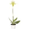 FLORASELF Vrouwenschoentje Paphiopedelum Femma Potmaat Ø 9 Cm H 30-35 Cm