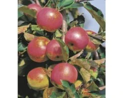 FLORASELF® Appelboom Malus Domestica Starline ® 'Red River'