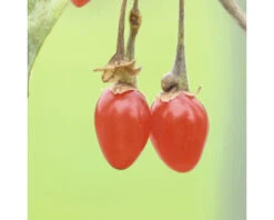 HOF:OBST Gojibes Lycium 'Sweet Success' ® Potmaat Ø 20,0 Cm H 30-40 Cm