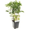 FLORASELF Witte Aalbes Ribes Rubrum 'White Pearl' Potmaat Ø 18 Cm H 25 Cm