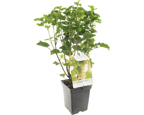 FLORASELF Witte Aalbes Ribes Rubrum 'White Pearl' Potmaat Ø 18 Cm H 25 Cm 1 FLORASELF Witte Aalbes Ribes Rubrum 'White Pearl' Potmaat Ø 18 Cm H 25 Cm