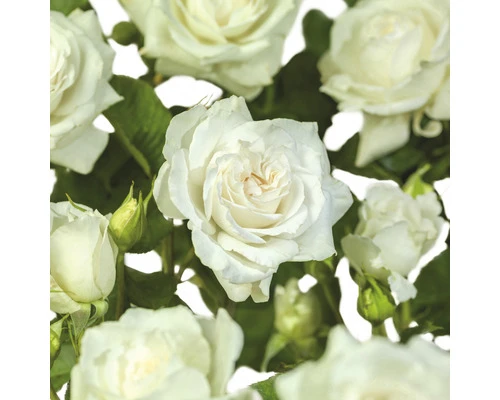 FLORASELF Struikroos Rosa 'Sherwood Forest' Potmaat Ø 14 Cm H 5-10 Cm 1 FLORASELF Struikroos Rosa 'Sherwood Forest' Potmaat Ø 14 Cm H 5-10 Cm