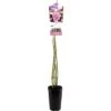 FLORASELF® Klimroos Ghita Roze