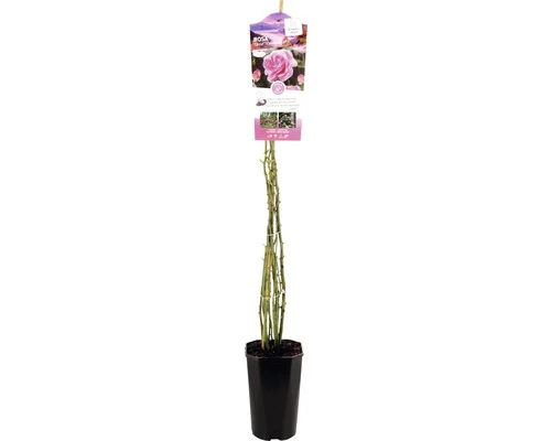 FLORASELF® Klimroos Ghita Roze 1 FLORASELF® Klimroos Ghita Roze
