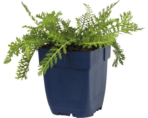 FLORASELF Duizendblad Achillea Millefolium Ø 11 Cm 2 FLORASELF Duizendblad Achillea Millefolium Ø 11 Cm - Afbeelding 2