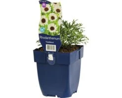 FLORASELF Margriet Rhodanthemum 'Casablanca' Potmaat Ø 11 Cm H 5-10 Cm