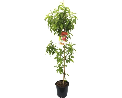 FLORASELF Nectarine Prunus Flateryna 1 FLORASELF Nectarine Prunus Flateryna