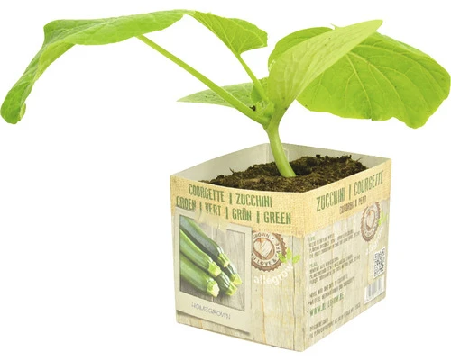 FLORASELF Courgette Cucurbita Pepo Potmaat 11x11 Cm H 15-25 Cm 1 FLORASELF Courgette Cucurbita Pepo Potmaat 11x11 Cm H 15-25 Cm