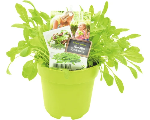 FLORASELF Rucola Eruca Sativa Potmaat Ø 13,0 Cm H 5-15 Cm 1 FLORASELF Rucola Eruca Sativa Potmaat Ø 13,0 Cm H 5-15 Cm